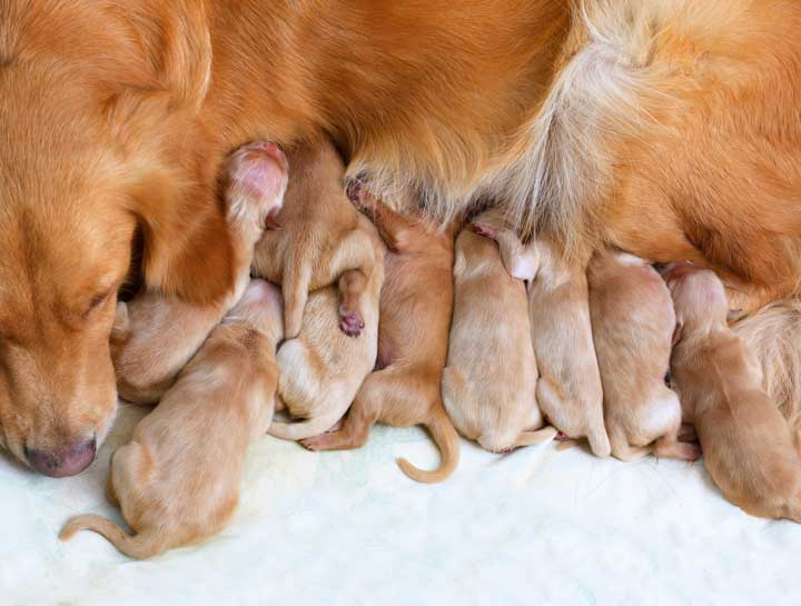 Canine Reproduction Veterinarian